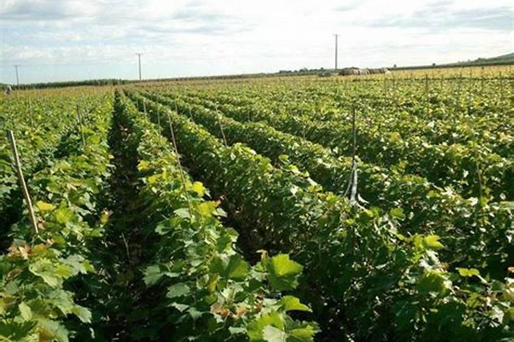 种玉米底肥距离种子两公分半后期有没有危害？