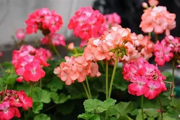 氮磷钾复合肥什么花都可以用吗