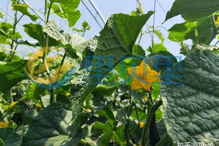 黄瓜发黄是什么原因造成的？该如何解决这个问题？