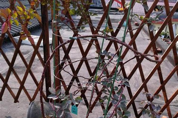 藤本月季冬天怎么施肥