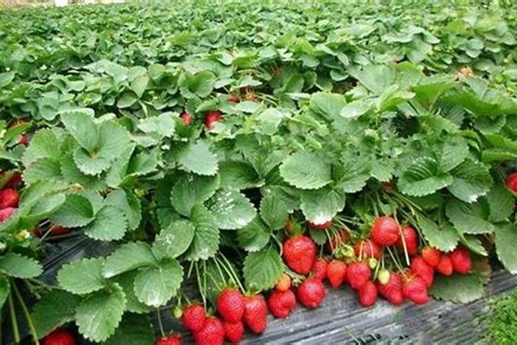 草莓秋施肥,什么肥料是关键？