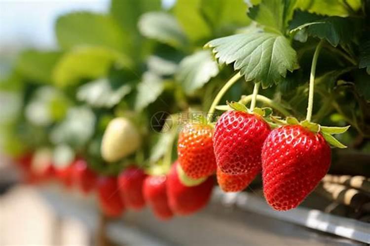 阳台种植草莓施什么肥 阳台种植草莓施哪种肥料
