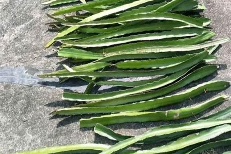 火龙果施什么肥最好 火龙果的施肥要点