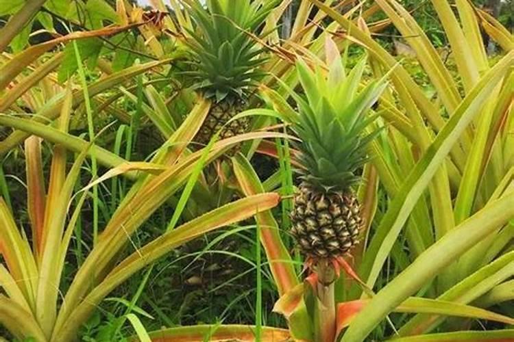 木菠萝种植方法与注意事项 关于木菠萝种植方法与注意事项