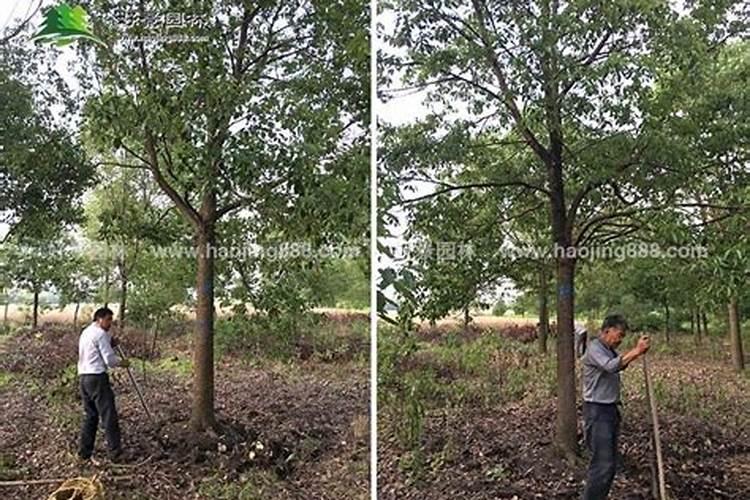 香樟树叶子发黄怎么治 部分枝条枯死