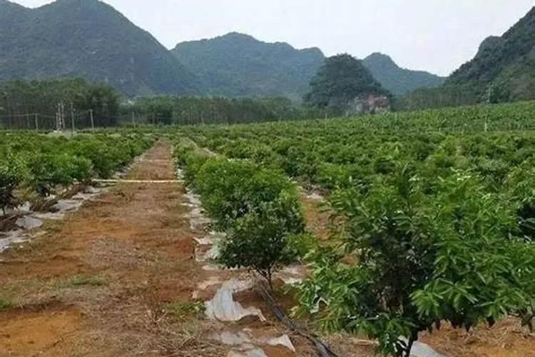 柑橘开春几月施肥最佳