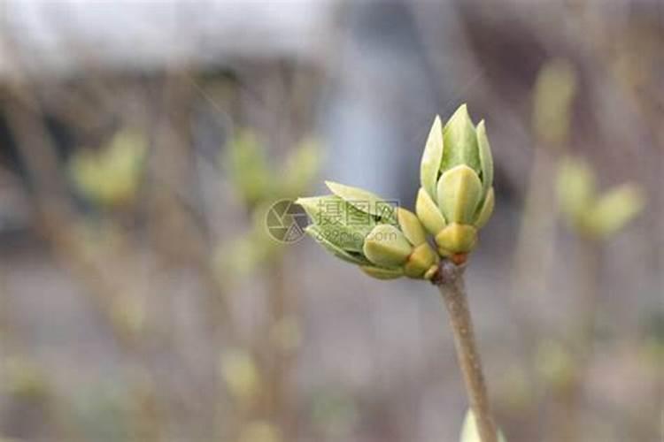 柑橘开春用什么肥料 柑橘春季施肥技术介绍