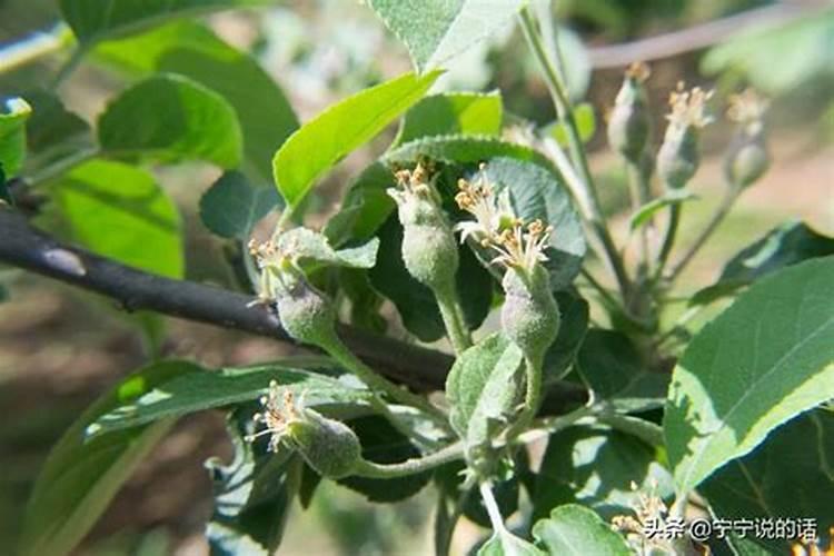 苹果树喷叶面肥最大配比是多少