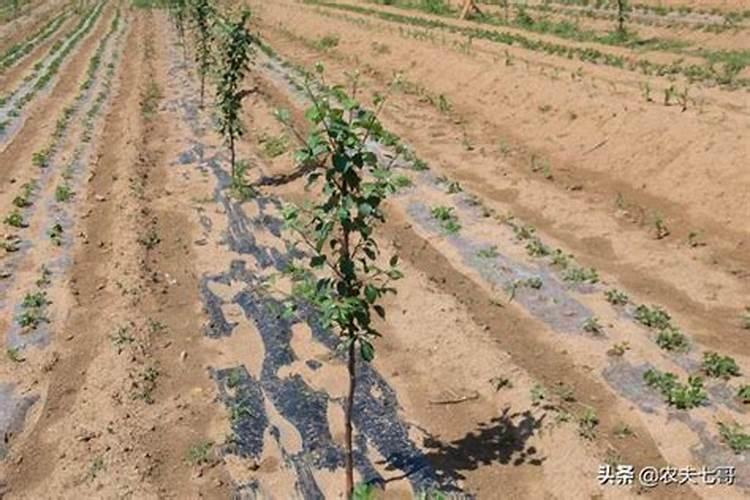 苹果树打药页面肥先放还是后放