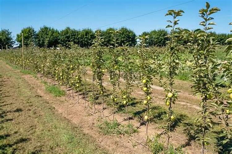 如何施好苹果树的叶面肥