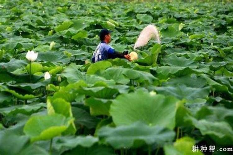 藕最后一次什么时候用肥？