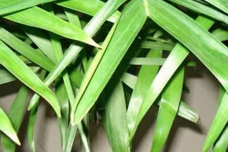 夏威夷叶子施什么肥(夏威夷叶子干了怎么办)