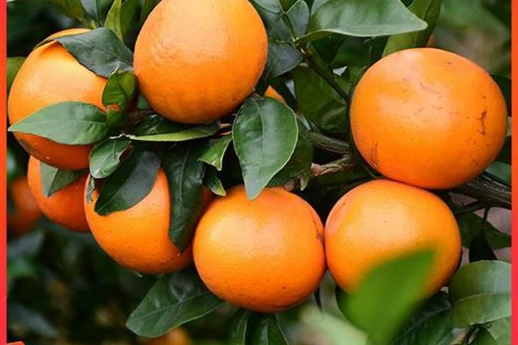 砂糖橘果实小的原因是什么 砂糖橘怎么样管理果实才均匀