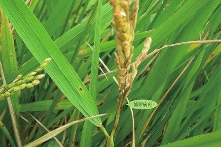 水稻机插秧40天左右,发红怎么回事
