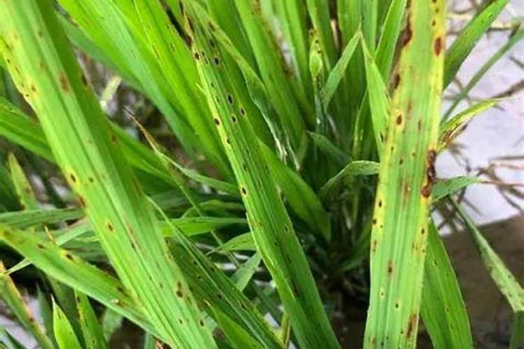 水稻叶发黄枯死是什么病？