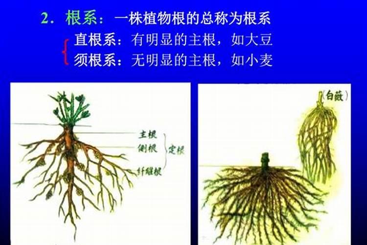 果树生根促根用什么效果最好？