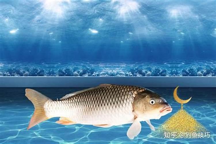 温度15度左右大蒜幼苗能用鱼蛋白吗