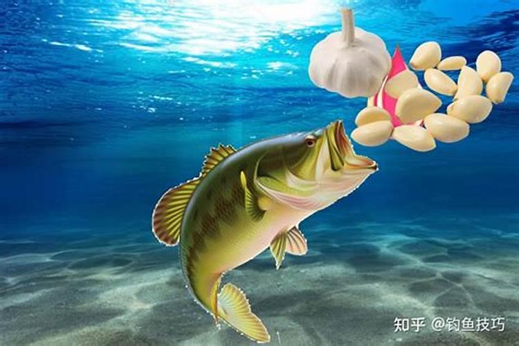 鱼蛋白对大蒜苗有啥作用