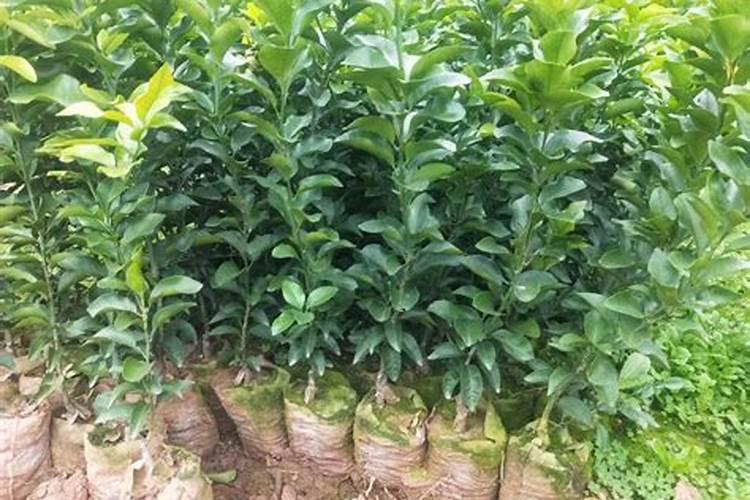 樱桃疏果后可以喷施叶面肥吗？什么叶面肥好？