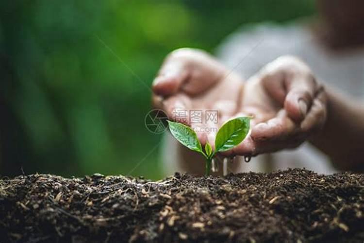 给红松大树追什么化肥好？