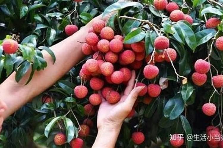 用什么叶面肥可以使荔枝熟得颜色好