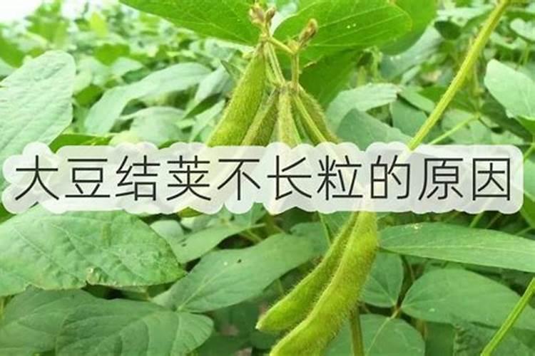 大豆长角须喷肥的步骤和注意事项
