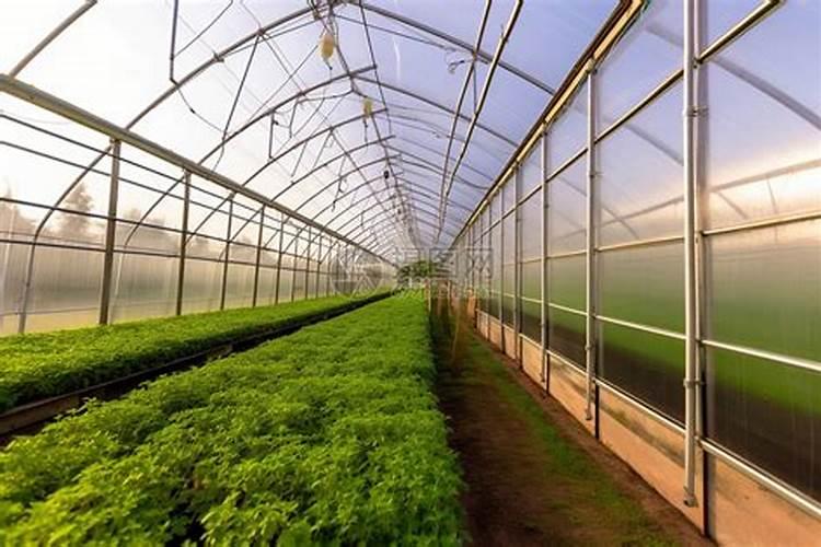 花菜种植多久收获