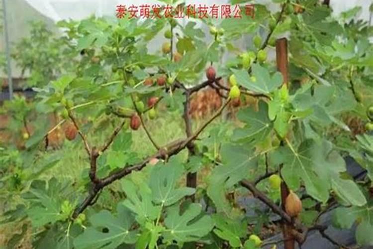 无花果如何施肥