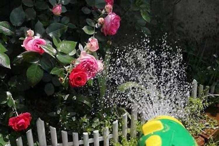 月季多久施一次肥