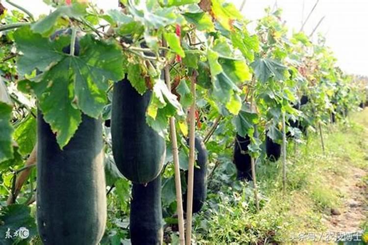 冬瓜种植的施肥建议:昆仑风叶面肥助增收
