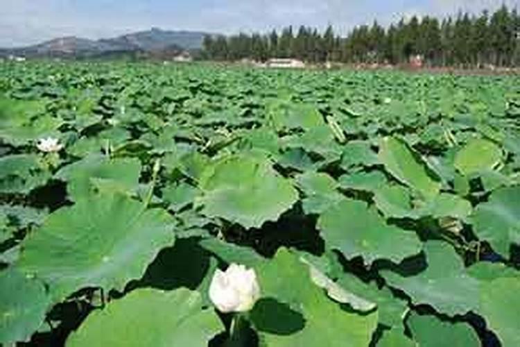 莲藕用硫酸钾好还是氯化钾肥好？