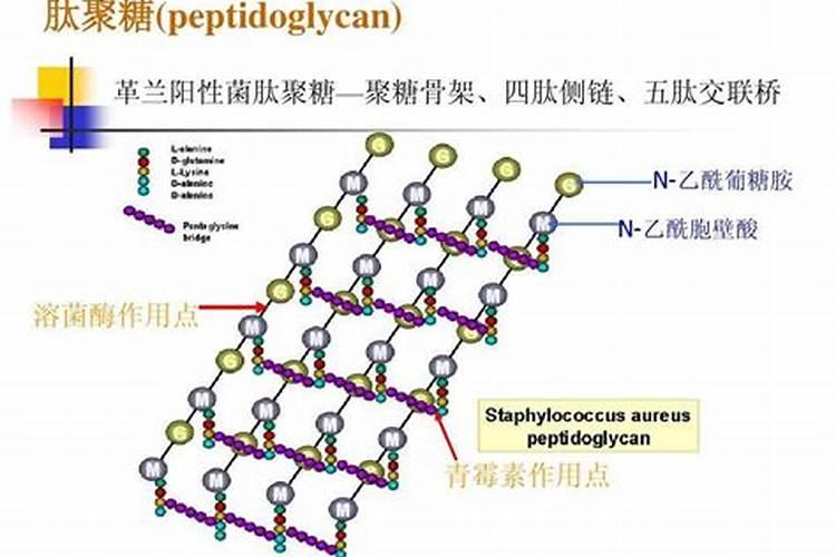 猕猴桃叶面卷曲怎么回事？