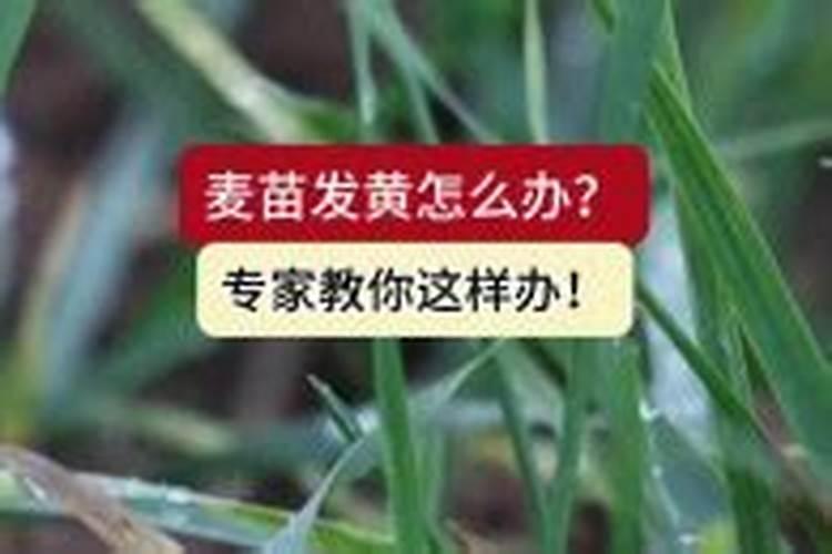 叶面肥怎么用？小麦叶面肥。