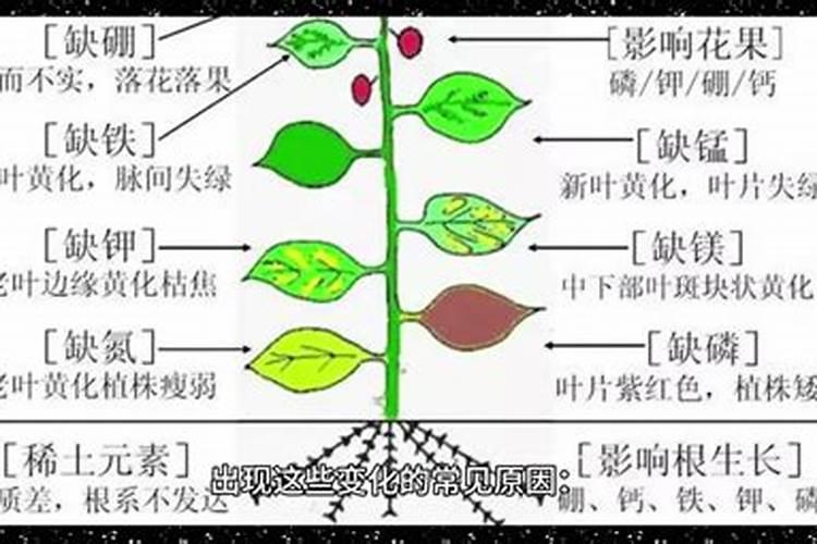 小麦返青肥用什么肥料好(小麦返青期追肥什么叶面肥好)