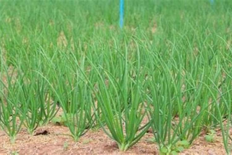 大葱什么时候追肥合适,高产追肥方法