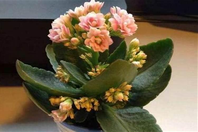 长寿花花苞枯萎怎么办