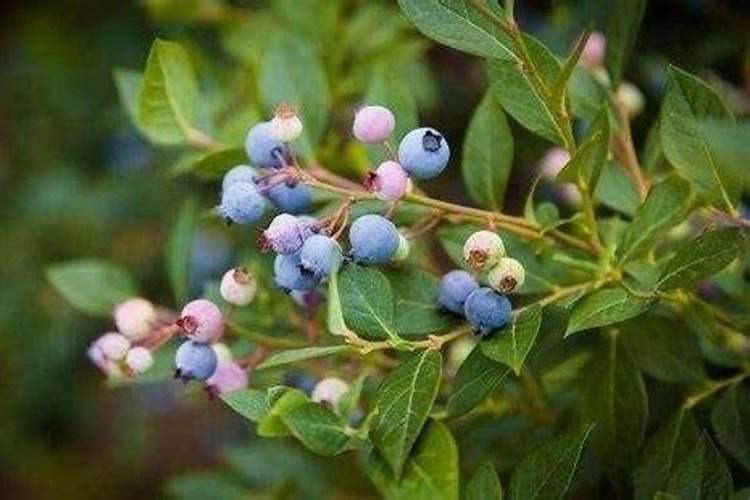 蓝莓需要打什么叶面肥
