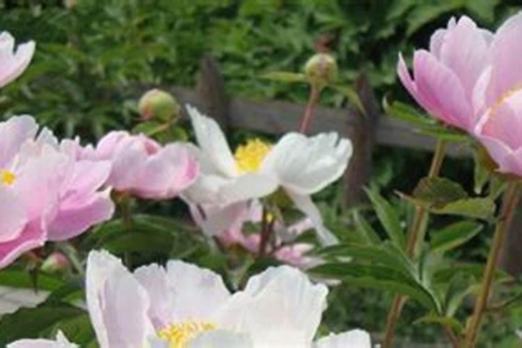 种芍药施什么底肥好