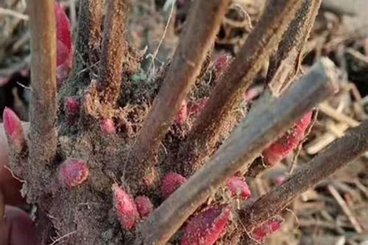 芍药根块种植方法