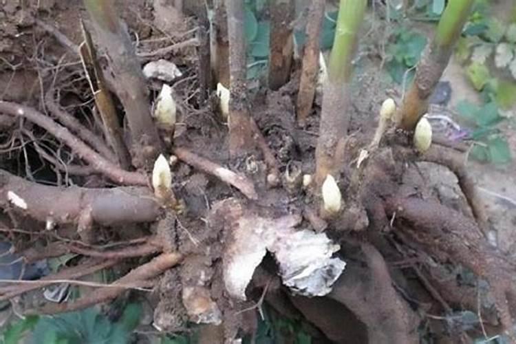 芍药扦插生根最快方法