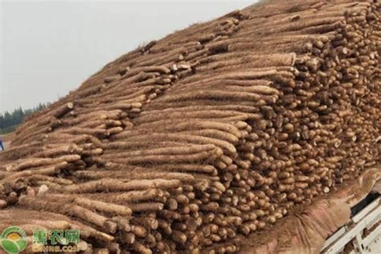 罗布泊硫酸钾肥对山药种植有哪些具体的好处？