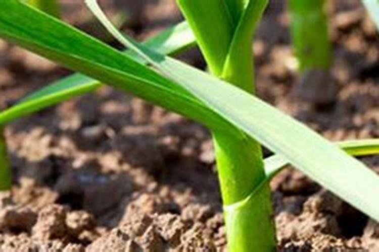 大蒜提苗能用玉米专用肥吗？