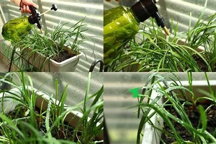 叶面肥喷施注意事项