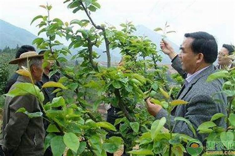 寒潮来临用海藻精还是用矿源黄腐酸钾好？