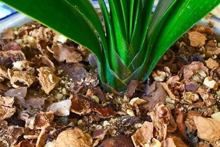 核桃壳能做肥料养花吗