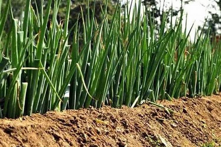 大葱的种植管理要点和大葱施肥时期及叶面肥选择