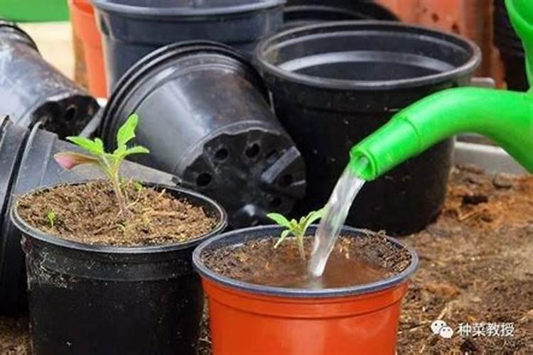 红枣沤烂了能当肥料吗