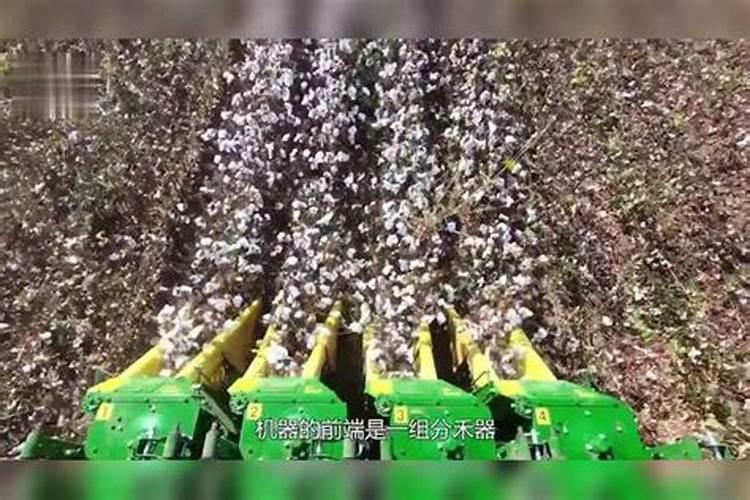 锌肥过量对棉花的危害有哪些