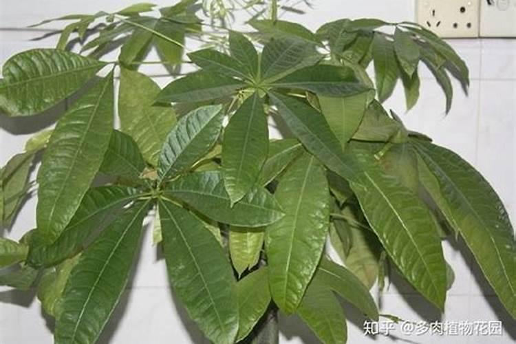 发财树冬天如何施肥浇水 发财树冬天怎么施肥浇水