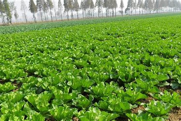 怎样给大白菜施肥给大白菜追施肥距离菜颗多少适宜